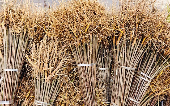 筠连县华聚棣种植专业合作社