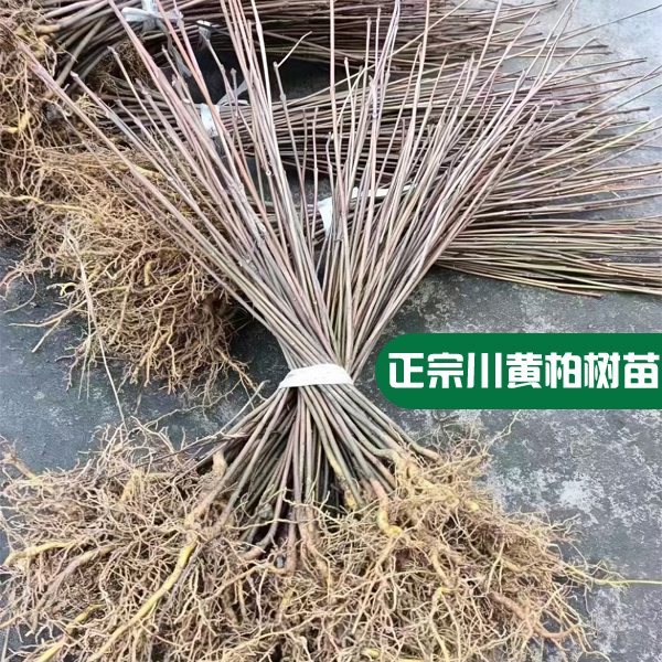 黄檗树苗