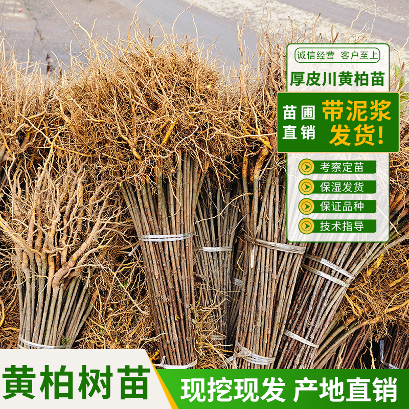 2025年新黄柏树苗