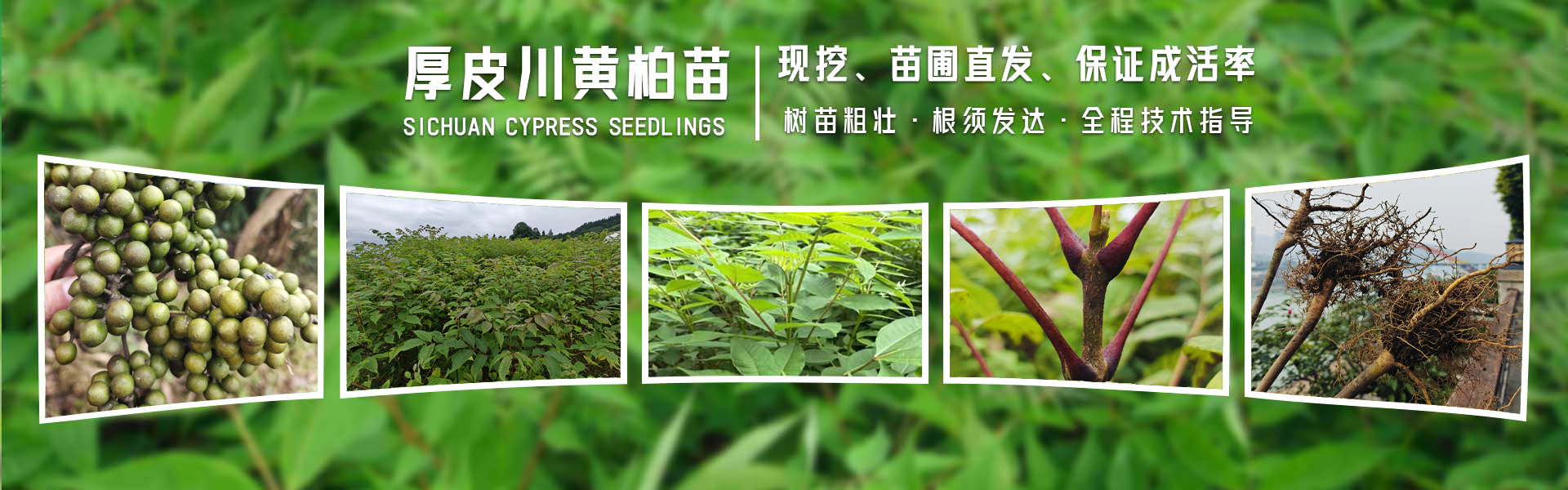 厚皮川黄柏苗基地