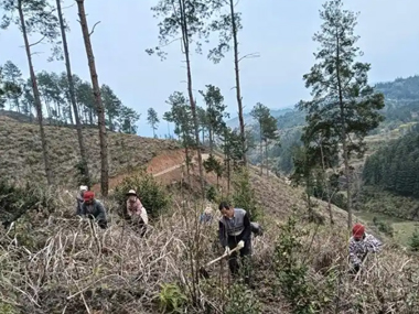 贵州榕江：栽好黄柏苗 “种下”新希望