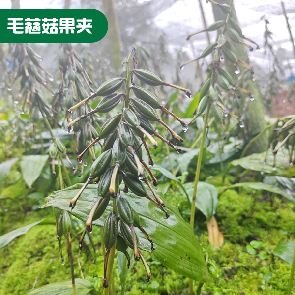 毛慈菇果夹