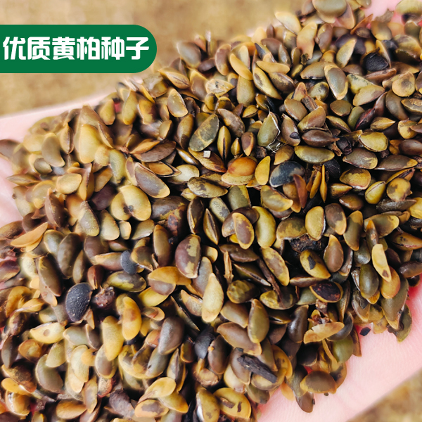 厚皮川黄柏树种子