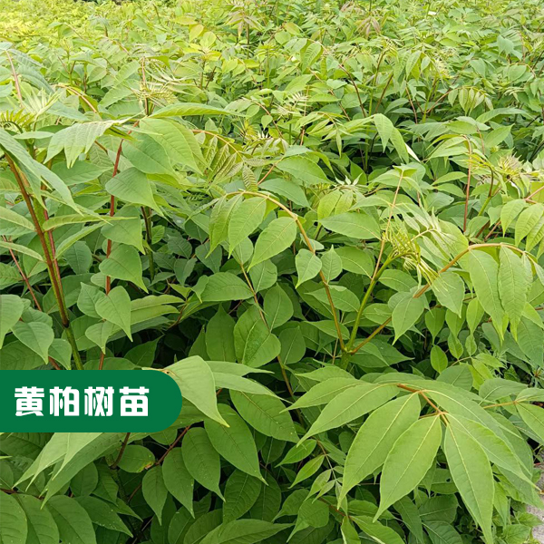 黄柏树苗